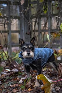Oakville dog photography session.