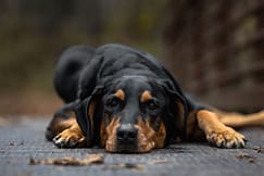 senior dog photoshoot in Burlington, Ontario