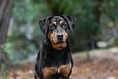 dog pictures in Burlington, Ontario