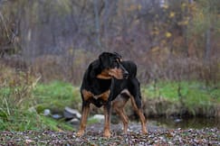 dog photography portraits in Burlington, Ontario