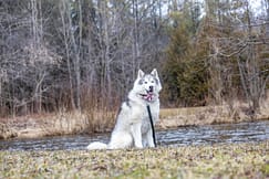 a Canadian Eskimo dog posing at Lowville Park