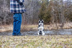 A puppy Canadian Eskimo photoshoot at Lowville Park