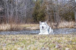 A gorgeous Canadian Eskimo dog at Lowville Park