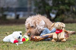 Senior dog with his toys at the End of life pet photography session at Gage Park