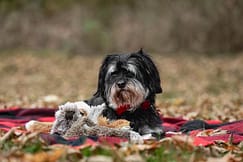 end of life pet photoshoot at James Smith Park