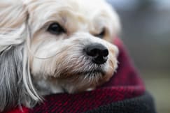 nose detail image of a dog photoshoot session in Woodbridge.