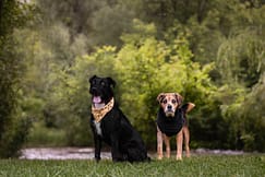 two dogs images during a pet photoshoot at Lowville Park