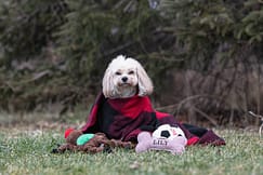 end of life pet photography session in Woodbridge.