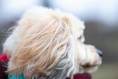 ear detail image of a rainbow bridge session.