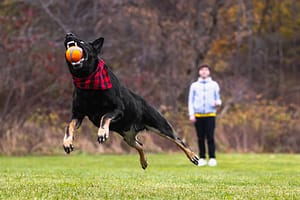 dog action photo in Lowville Park