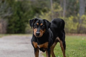 end of life pet photography in Burlington, Ontario