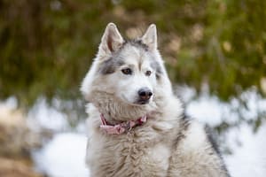 Pet photo of a Canadian Eskimo dog in Burlington, Ontario