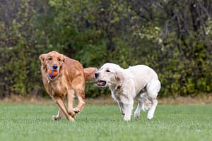 two golden retriever playing ball at the Bernie Arbour Park in Hamilton, Ontario