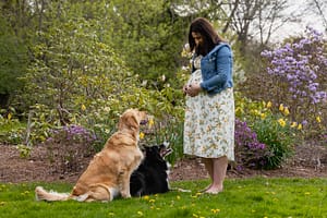 two dogs staring at a pregnant woman during a photoshoot