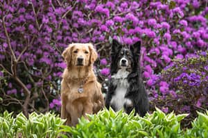 Two dogs are posing in Mississauga, Ontario, for a pet and family photoshoot.