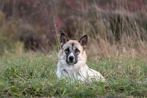 pet portrait at Lowville park at a fall photoshoot.