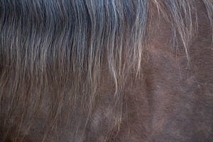 horse portrait