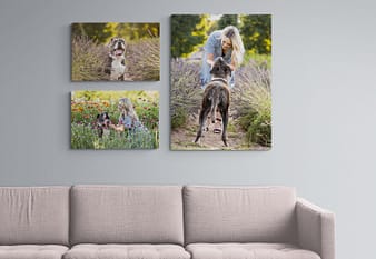 wall gallery of family and pets in the living room