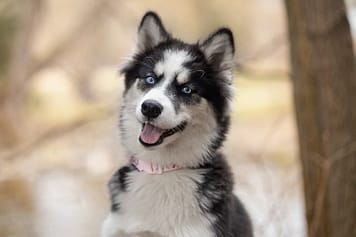 a Canadian Eskimo puppy photoshoot at Lowville Park