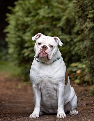 pet portrait taken at alexander muir gardens