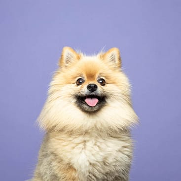 indoor dog portrait in Aurora, Ontario.