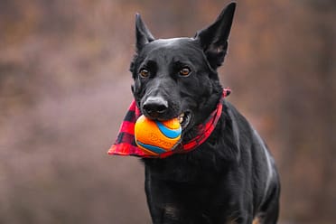 dog photoshoot in Burlington, Ontario