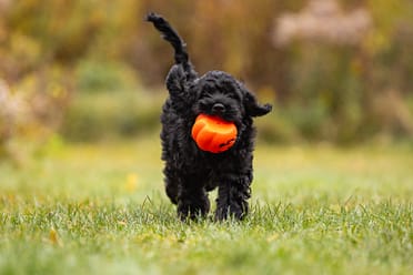 dog photos in Arboretum Guelph, Ontario