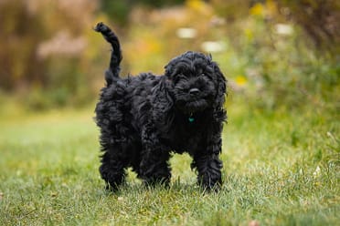 dog photoshoot in Arboretum, Guelph