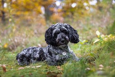 cockapoo dog photoshoot in Guelph, Ontario