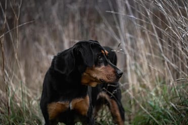 Dog Photoshoot in Lowville Park