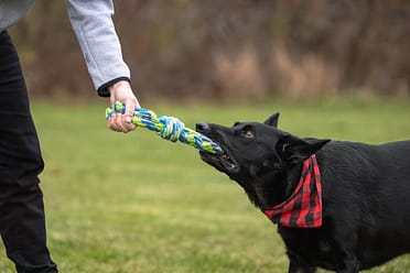 dog photography in Burlington.