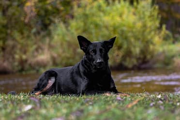 dog photography in Burlington, Ontario