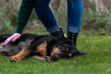 dog and family photoshoot in Lowville Park