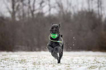 black dog playing in the snow at Bernie Arbour
