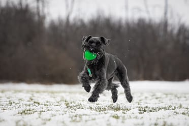 dogs in snow pictures