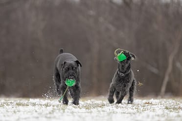 pet photography near me in Hamilton Ontario