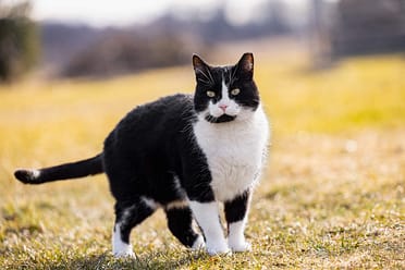 Hamilton cat photography