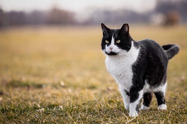 Hamilton pet photographer capturing a beautiful image of a cat