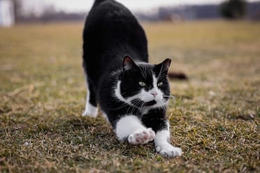 Hamilton pet photographer captures a black and white cat