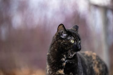 Hamilton cat photographer at Team Wife Homestead