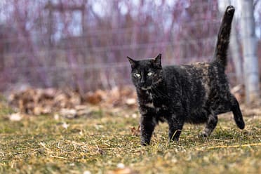 Hamilton cat photographer
