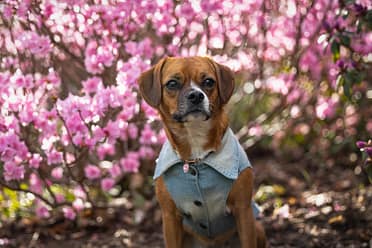 puppy portrait in Brueckner Rhododendron Gardens