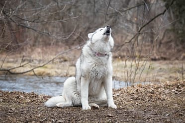 dog howling at Lowville Park in Burlington, Ontario