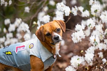 spring dog photoshoot in Mississauga