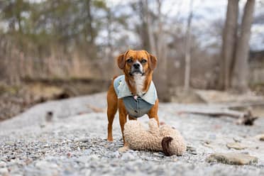 puppy posing with her favourite toy in Mississauga.