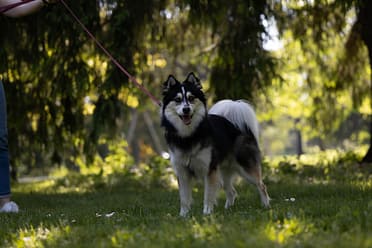 a pomsky on a leash looking at the camera at a photo session.