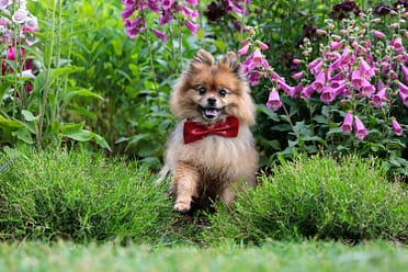pomoeranian dog photoshoot in Mississauga.