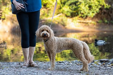 dog remained on a leash during a pet photography session in Burlington.