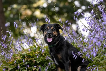 pet photoshoot in Mississauga.