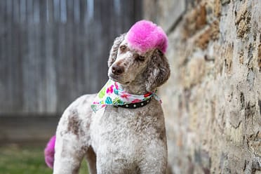 dog photography at Dundrum Castle.